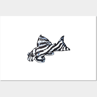 Zebra Pleco L46 Posters and Art